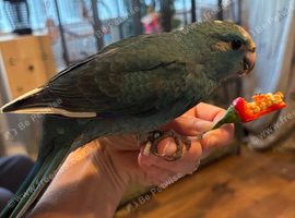 Hand reared male kakariki