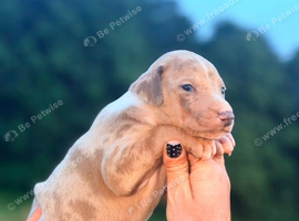Stunning Merle Lurcher puppies