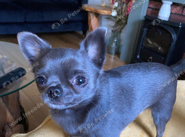 Brothers wanting a new home