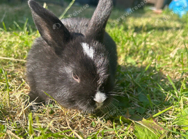 Netherland dwarf bunnies ready to leave