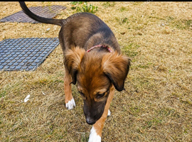 Beautiful 12 week old Red Fawn bitch