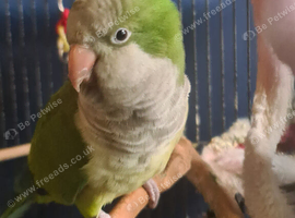 Male talking quaker parrot for sale
