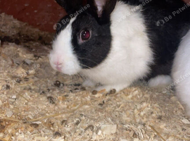 female Dutch rabbit