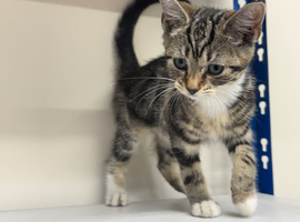 Kitten female tabby&rsquo;s