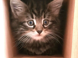 Two beautiful fluffy kittens ready to go