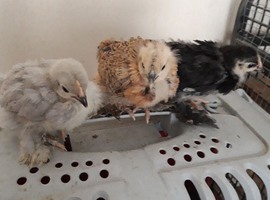 Pekin Bantan & Silkie/Pekin hybrid chicks
