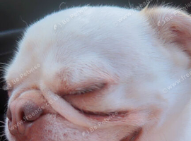 Male pug iunnewted