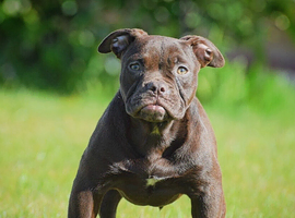 5 star rated Licensed & Registered, olde English bulldog old tyme bulldogs
