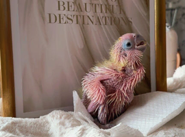 Triton cockatoo