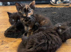 Kittens for sale