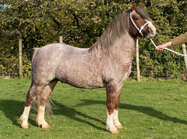 Section A strawberry roan stallion