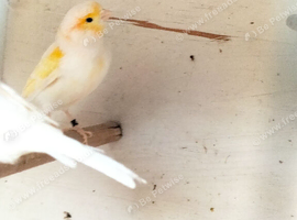 3 red diomofic canaries
