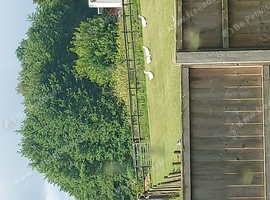 Flock of 5 ducks