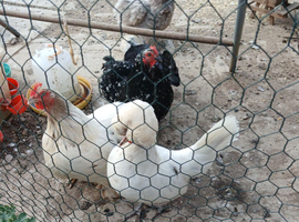 Pekin bantams