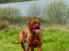 Kc reg Dogue de Bordeaux