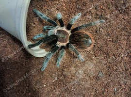 Female New Mexican T.Kahlenberghi Tarantula Spider for sale &pound;70