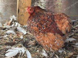 Millefleur Pekin bantam chickens