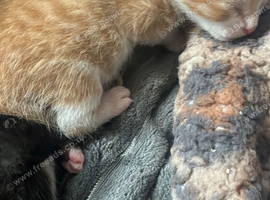 Four beautiful kittens