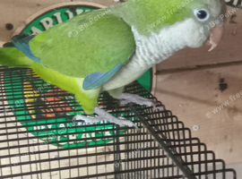 Male quaker