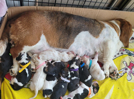 Basset babies