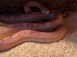 Corn snake and viv
