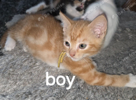 Ginger kittens