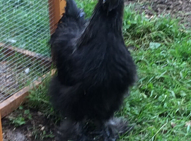 Silkies