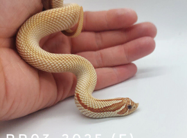 Western Hognoses - Snow, Albino, Arctic, Axanthic, Toffee, Toffeeconda