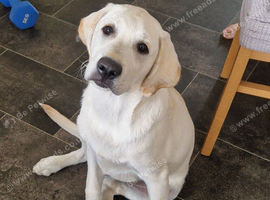 White labrador