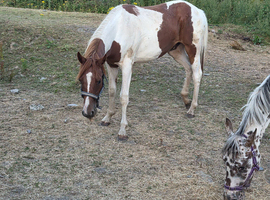 Beautiful gelding