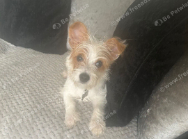 Miniature jack russell