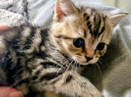 British short haired kittens ready