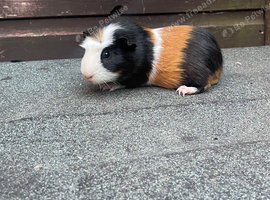 3 Guinea pig Boars