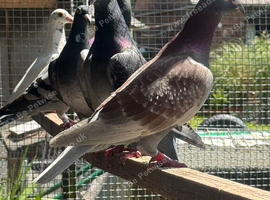 racing pigeons