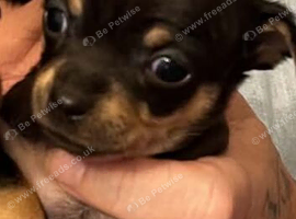5 beautiful chihuahuas
