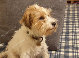Rare Opportunity To Obtain Fully Trained Parson Terrier.