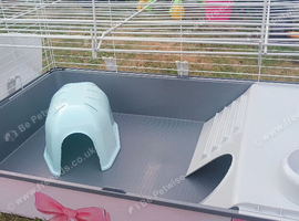 Guinea cage, hygiene & other stuff