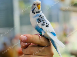 Baby budgies