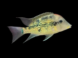 Large Geophagus Alto Sinu X2 Peaceful