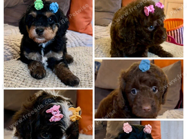 Stunning Curly Toy Cavapoo's from health tested parents