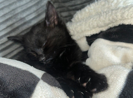 6 months kitten