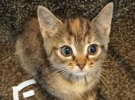 8wk old kittens