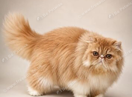 Pure 7mo Persian girl