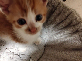2 ginger and white kittens