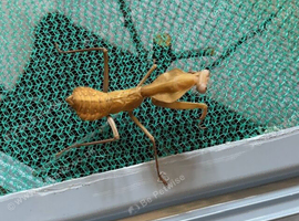 Subadult pair of Timor shield mantis plus other inverts