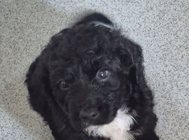 F1 Gorgeous Cokapoos Mother poodle (small to medium in size ) & Father cocker spaniel (small to medium size)