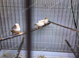 Tripple Orange Zebra Hens