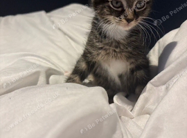 Lovely British Shorthair kitten