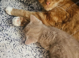 2 beautiful kittens left