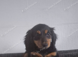 Long haired dachshund